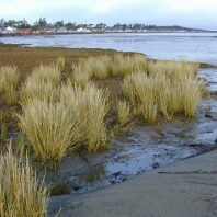 Spartina densiflora