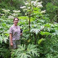 Heracleum mantegazzianum
