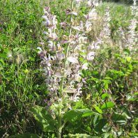 Salvia sclarea