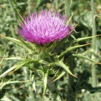Silybum marianum