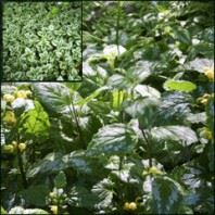 Lamiastrum galeobdolon 