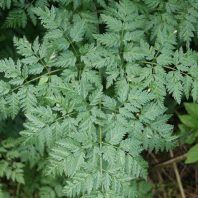 Anthriscus sylvestris