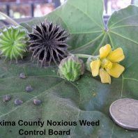 Abutilon theophrasti