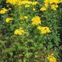 Senecio jacobaea