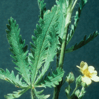 sulfur_cinquefoil_leaves2