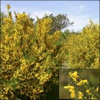 Cytisus scoparius