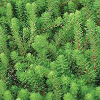 Myriophyllum aquaticum