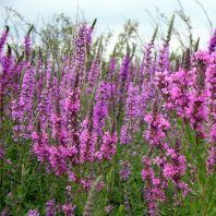 Lythrum salicaria