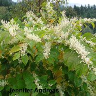 Polygonum cuspidatum