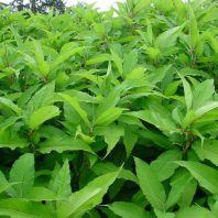 Polygonum polystachyum