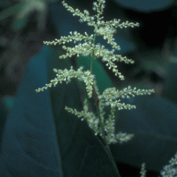 Polygonum sachalinense