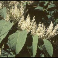 Polygonum x bohemicum