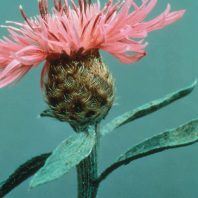 Centaurea jacea x nigra