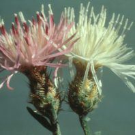 Centaurea diffusa
