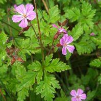 Geranium robertianum