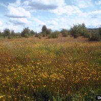 Hieracium caespitosum