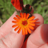 Hieracium aurantiacum