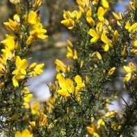 Ulex europaeus