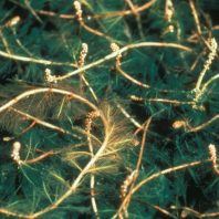 Myriophyllum spicatum