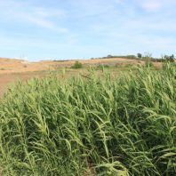 Phragmites australis