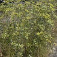 Foeniculum vulgare