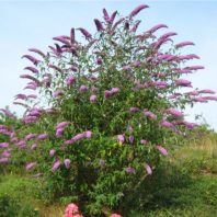 Buddleja davidii