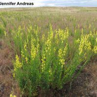 Linaria dalmatica ssp. dalmatica