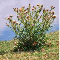 Cirsium vulgare