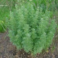 Artemisia absinthium