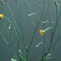 Hypochaeris radicata