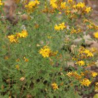 Hypericum perforatum