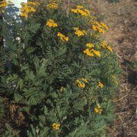 Tanacetum vulgare