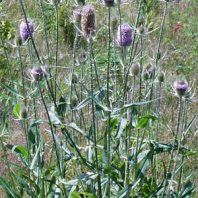 Dipsacus fullonum