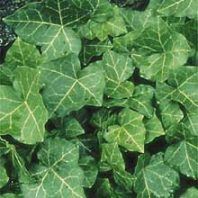 Hedera helix ‘Baltica’, ‘Pittsburgh’, and ‘Star’ H. hibernica ‘Hibernica’