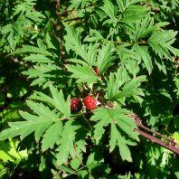 Rubus laciniatus