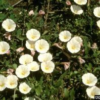 Convolvulus arvensis