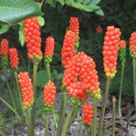 Arum italicum