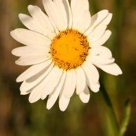 Leucanthemum vulgare