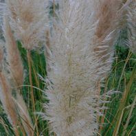 Cortaderia selloana