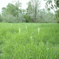 Phalaris arundinacea