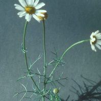 Matricaria perforata