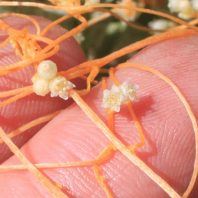 Cuscuta approximata