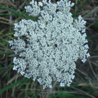 Daucus carota 