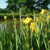 Iris pseudacorus