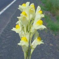 Linaria vulgaris