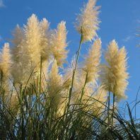 Cortaderia jubata