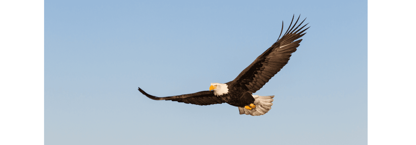 images for human services (Website)