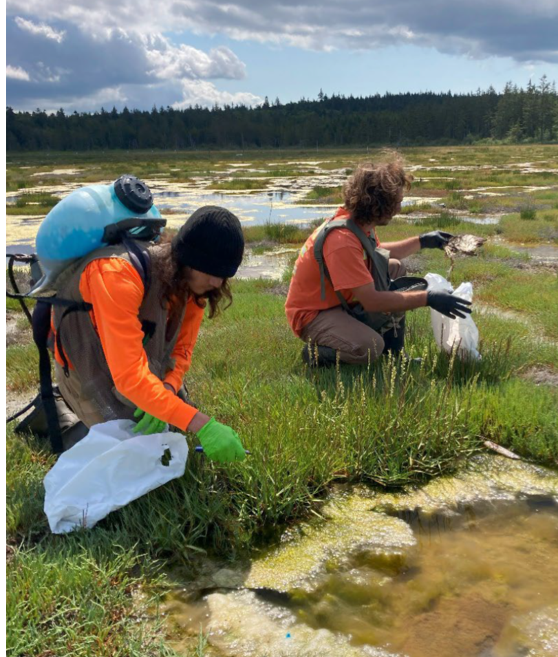 An image of people doing weed work to Spartina as part of Spartina Control